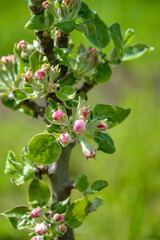 Blossoming branch of apple tree on green blurred background. Close-up. Copy space. Selective focus.