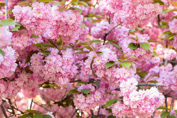 cherry blossoms. pink sakura flower on blooming spring tree