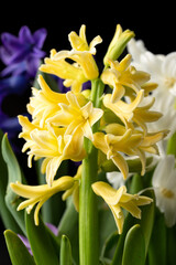 Close up of yellow Hyacinth flower growing in Spring garden bed