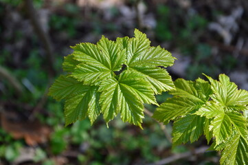zartes grün im Frühjahr