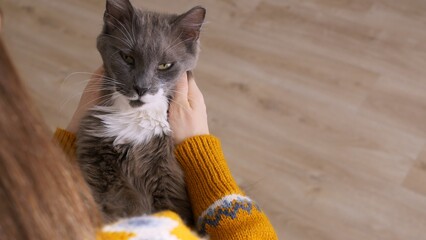 A gray fluffy cat in the hands of a woman is happy because the owner of the cat strokes his ears,...