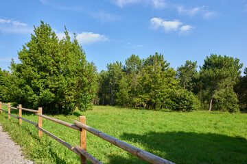 A forest with several trees under a cloudless s