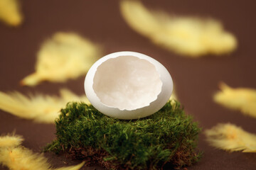 Chicken egg shell in moss on a brown background with yellow feathers