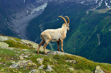 Closeup of a mountain goat on top of a mountain