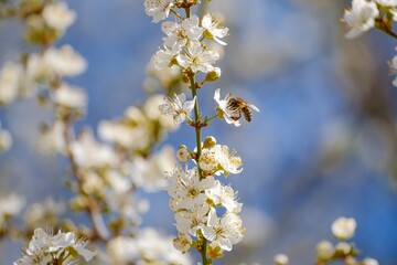 bee on a flower