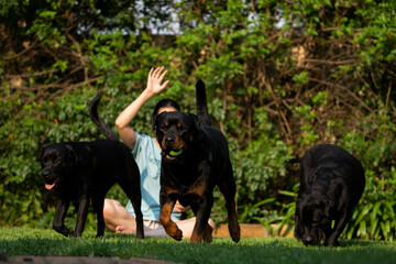 Adult Female playing with domestic pet dog Rottweiler with a ball and the dog is purely enjoying it. Jumping after the ball and pulling some funny faces in mid air