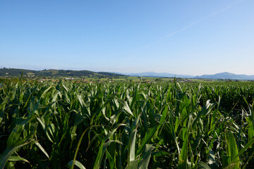 A corn plantation in northern Spain under a blue sky