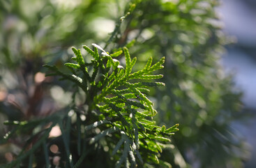 Close up of a branch of a thuja plant