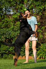 Adult Female playing with domestic pet dog Rottweiler with a ball and the dog is purely enjoying it. Jumping after the ball and pulling some funny faces in mid air