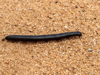 Closeup of a centipede