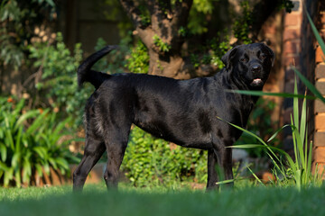 Large breed dog standing proud and loves playing with a ball, running up and down  on lush green grass.