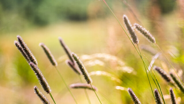 Of phleum in a meadow in the blurred background.