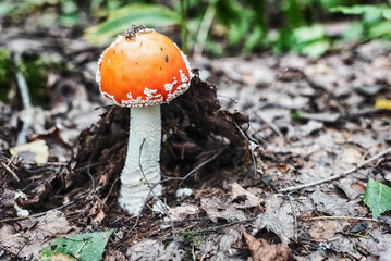 Red fly agaric mushroom in the autumn forest.