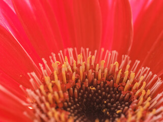 Macro photo of beautiful red Gerbera flower (Transvaal daisy) 