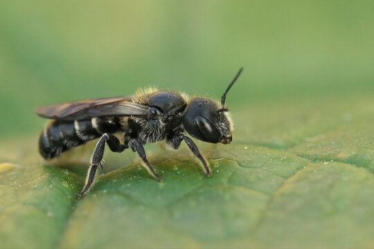 Closeup on the small and dark Viper's Bugloss Mason Bee, Osmia adunca