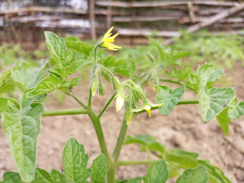 Closeup Shot Of Tomato Blossoms In The Garden