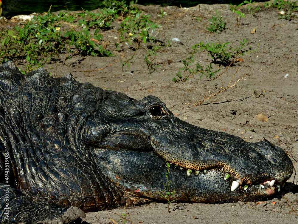 Poster Closeup of an alligator laying down on the ground looking tired on a hot summer day