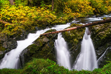 Sol Duc falls, olympic national park, waterfall, log rushing water, trees, bushes, 