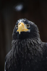 Steller's sea eagle close up portrait