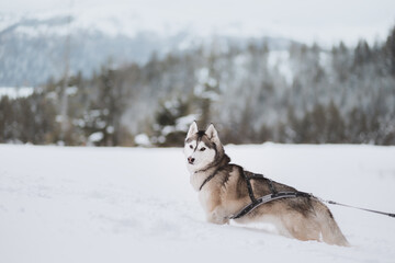 siberian husky dog standing in deep snow covered winter mountains looking at the camera