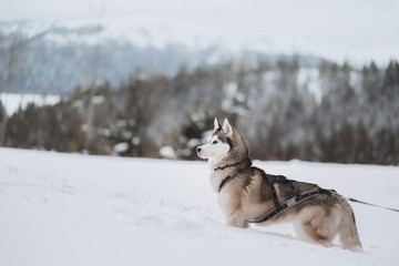 siberian husky dog standing in deep snow covered winter mountains
