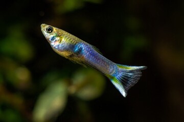 neon glowing freshwater dwarf fish, juvenile male with big colorless tail, popular and hardy...