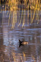 Lonely Eurasian coot floating in the lake in the morning