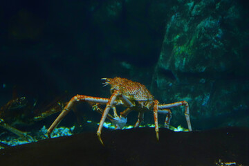 Closeup of a huge ornamented yellow spider crab underwater