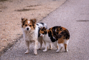 Closeup shot of a dog and cat on the street