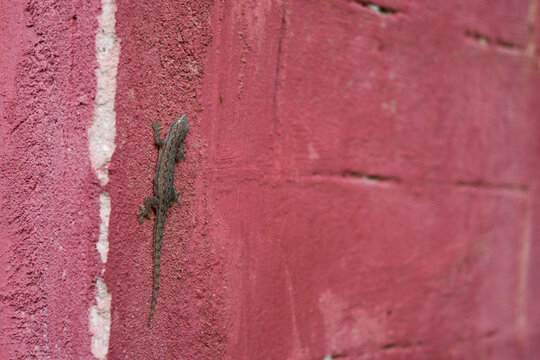 Indo-Pacific Gecko, or Garnot's House Gecko, Hemidactylus garnotii, basking on a red wall in Myanmar