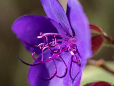 Macro shot of purple tibouchina flower