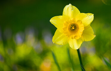 Beautiful close-up of a daffodil