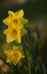 Obraz premium Beautiful close-up of a daffodil