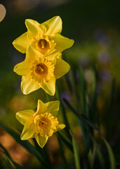 Beautiful close-up of a daffodil