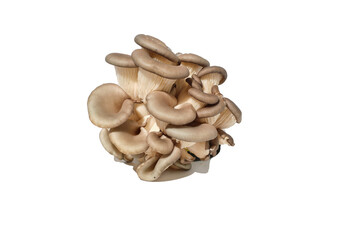 oyster mushroom on white background
