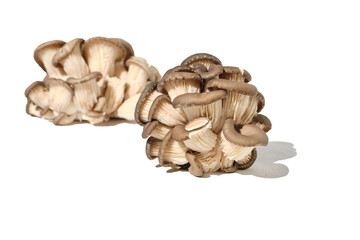 oyster mushroom on white background