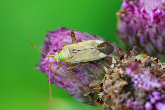 Closeup on the green Lucerne or the alfalfa plant bug , Adelphocoris lineolatus