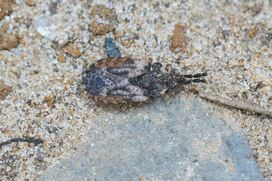 Closeup of the common flatbug, Aradus depressus