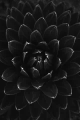 Foto auf Acrylglas Schwarz Graustufenaufnahme einer Agave, die bei Tageslicht in einem Garten wächst