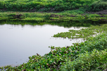 Obraz premium Beautiful village pond with full of green plants and water hyacinth