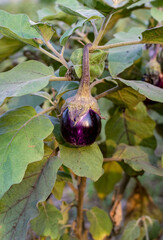 Close up shot of hanging purple eggplant on the tree inside of an agricultural farm