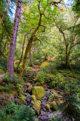 Redwood state park, Oregon, forest, bridge, trail, landscape