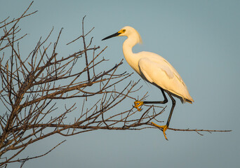 Egret in tree Morning Light