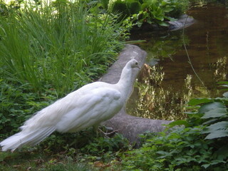 biały paw przy oczku wodnym