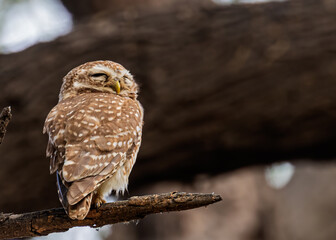 Spotted owl sleeping on a tree and basking