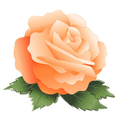 Rose, old fashioned apricot pastel flower, isolated on white background.