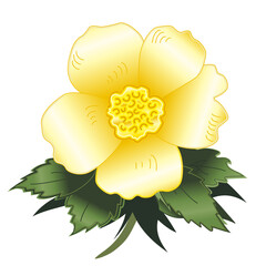 Wild yellow rose, old fashioned flower (Rosa rugosa), isolated on white background. 