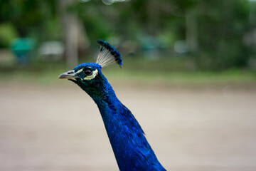Obraz premium Peacock