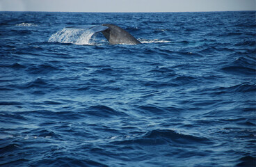 Fototapeta premium Whale tail fluke diving whale in the sea ocean . High quality photo