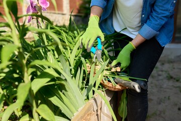 Closeup of a woman's hands in gloves caring for flower bed in backyard uses tools, garden shears